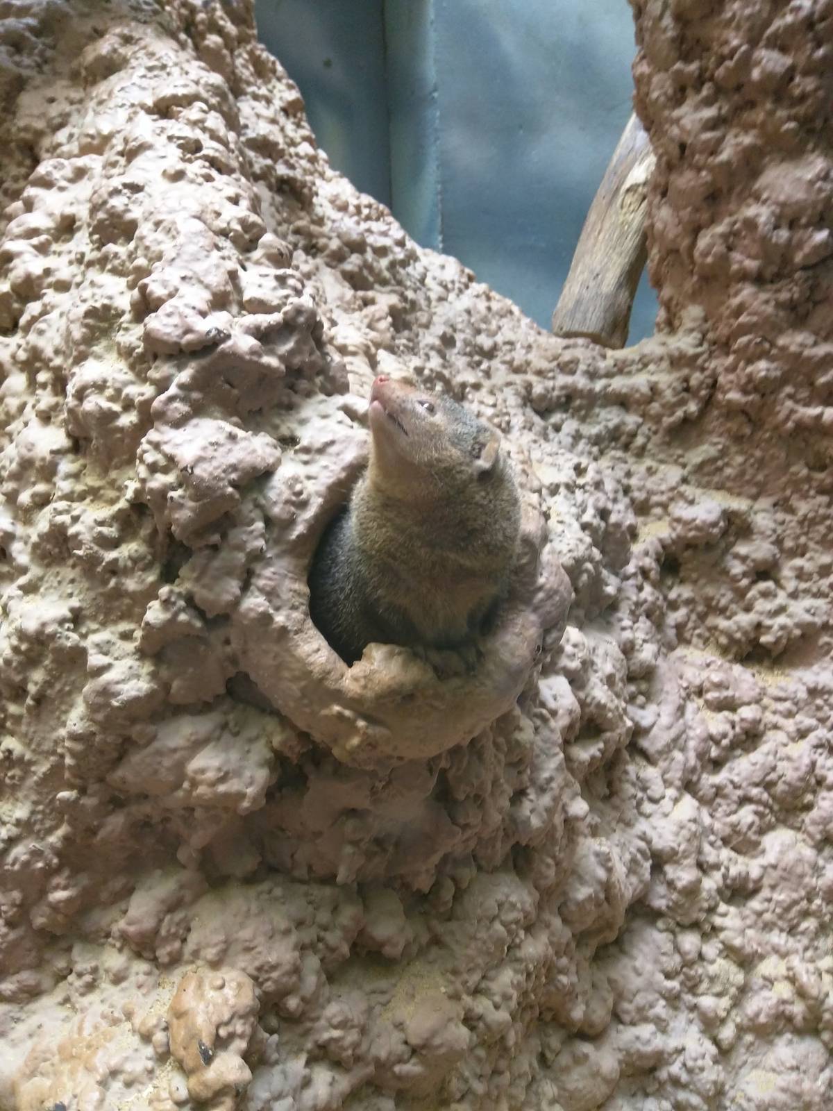 Small Mammal House - Dwarf Mongoose