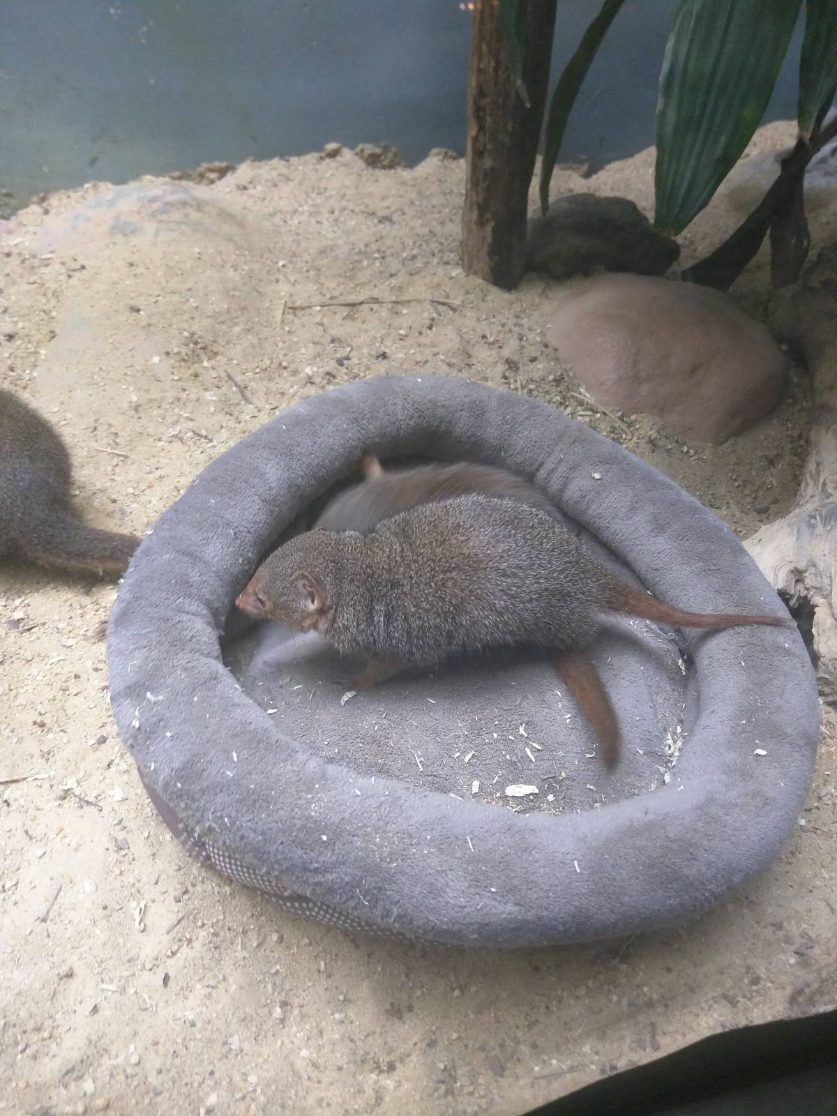 Small Mammal House - Dwarf Mongoose