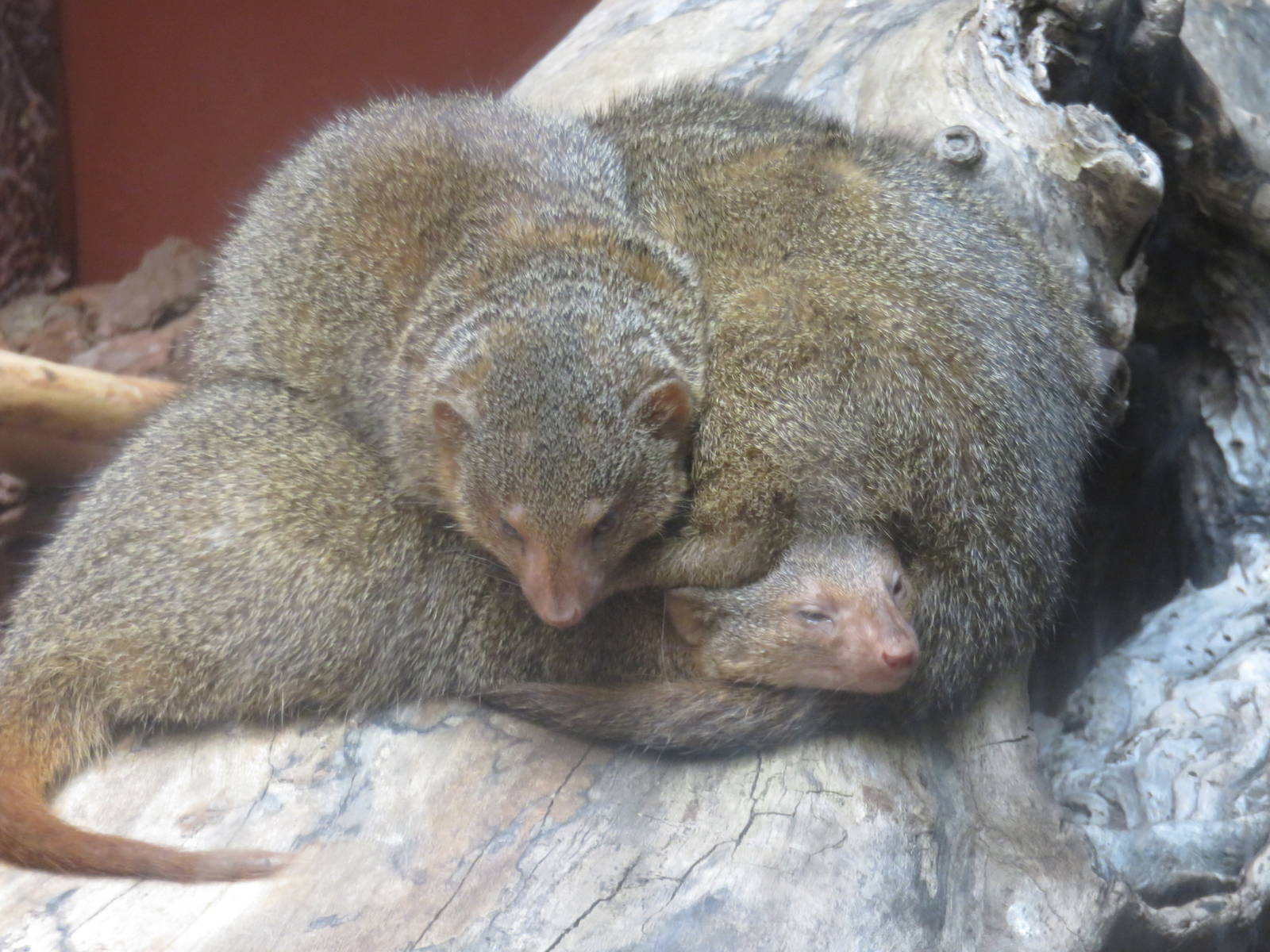 Small Mammal House - Dwarf Mongoose