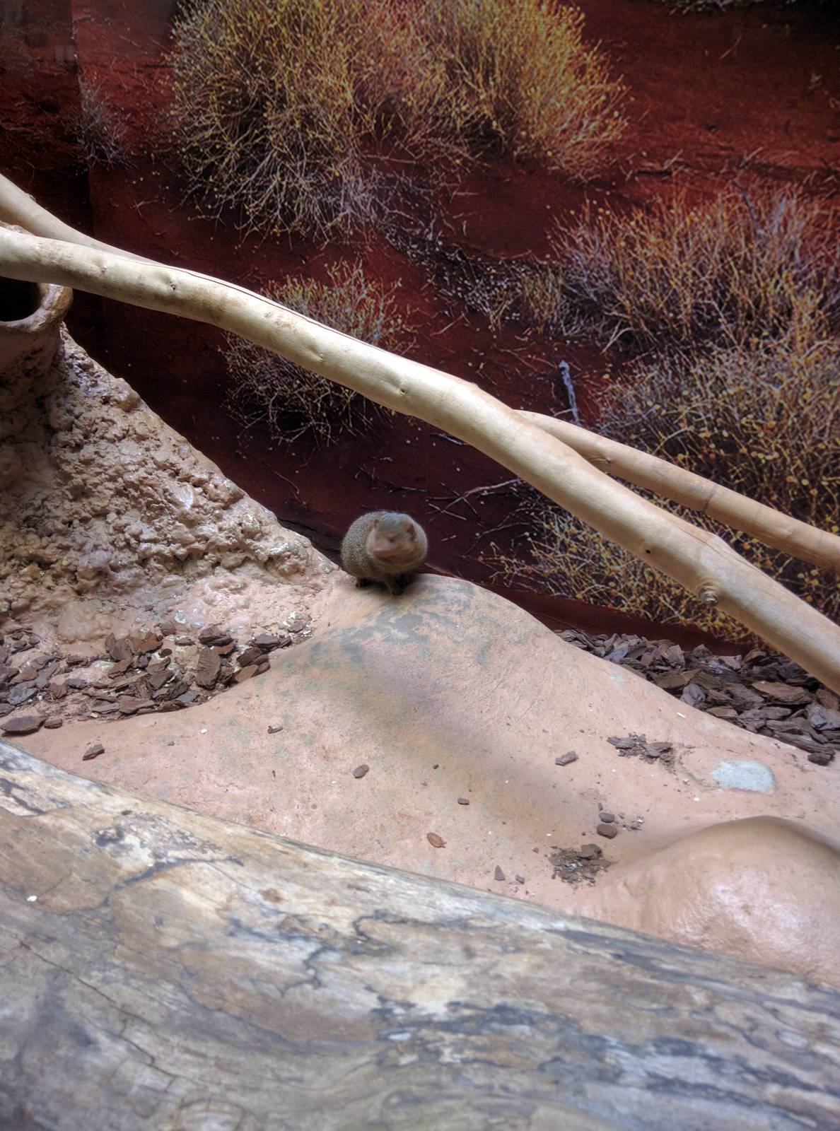 Small Mammal House - Dwarf Mongoose