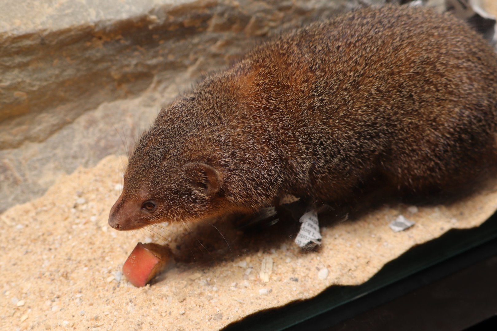Small Mammal House - Dwarf Mongoose