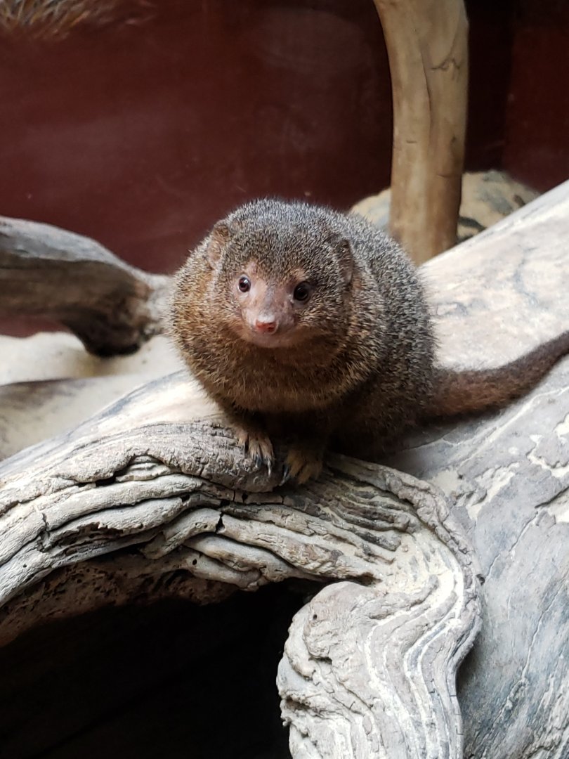 Small Mammal House - Dwarf Mongoose