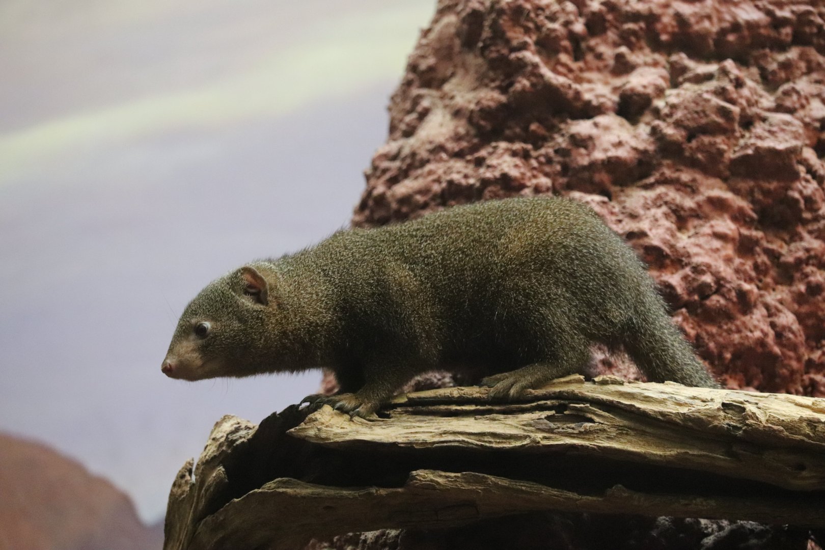 Small Mammal House - Dwarf Mongoose