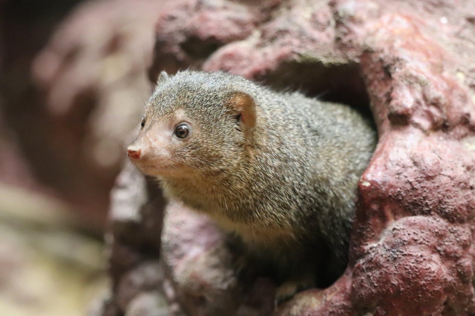 Small Mammal House - Dwarf Mongoose