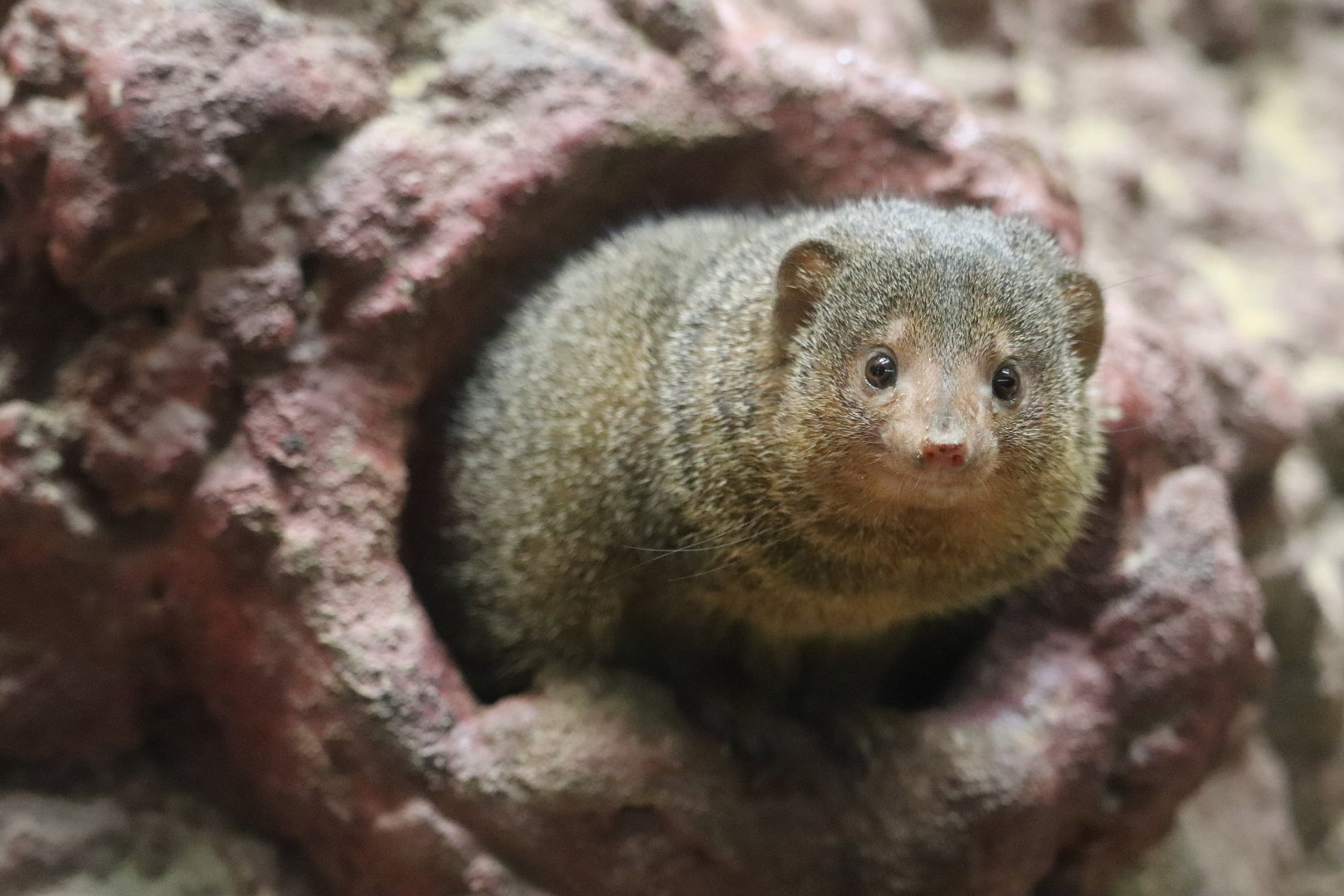 Small Mammal House - Dwarf Mongoose