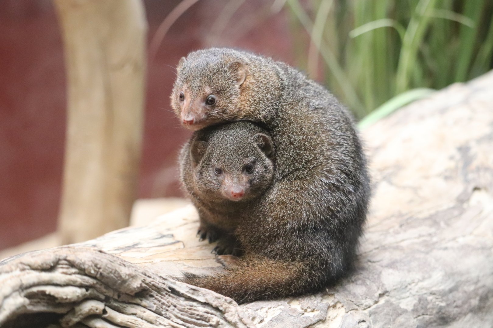 Small Mammal House - Dwarf Mongoose