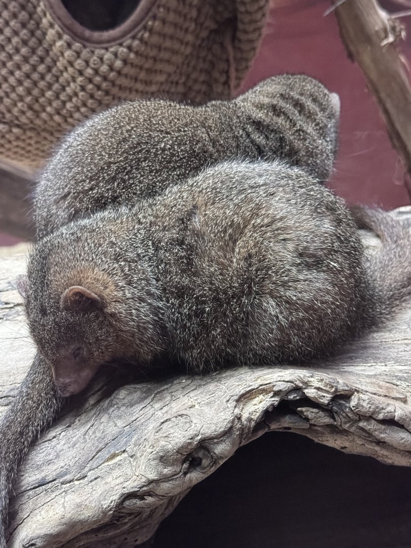Small Mammal House- dwarf mongoose