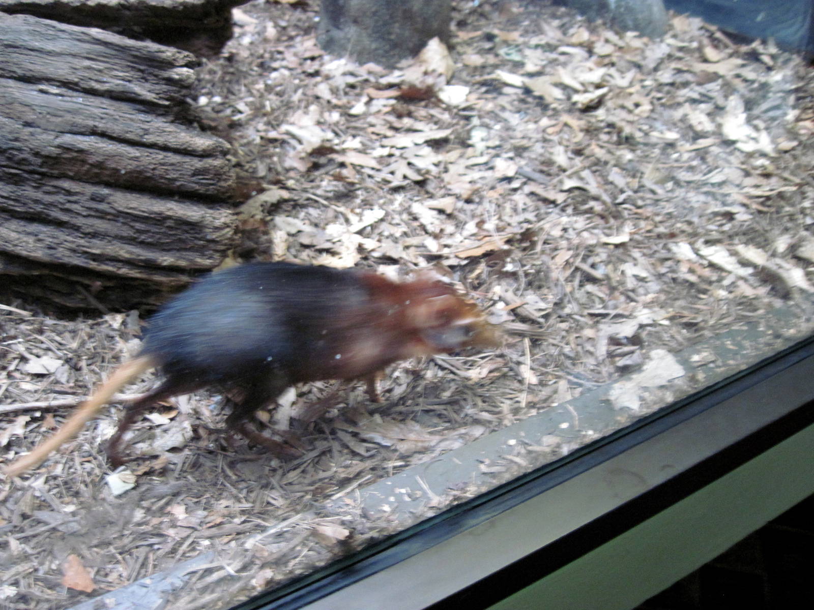 Small Mammal House-Elephant Shrew