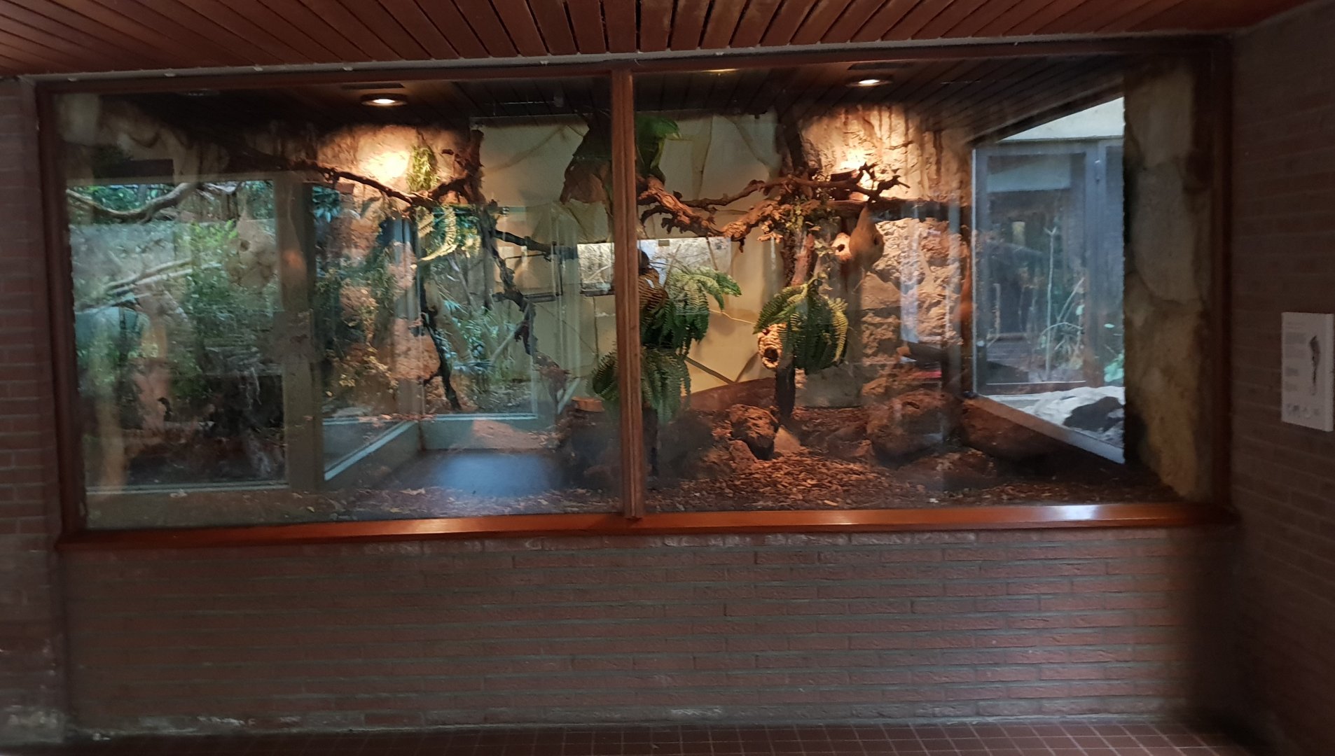 Small Mammal House : Enclosure Grey mouse lemur