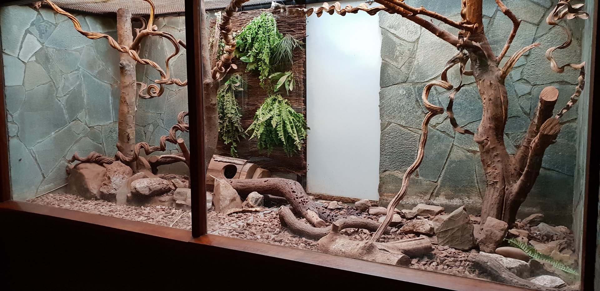 Small Mammal House : Enclosure Southern three-banded armadillo