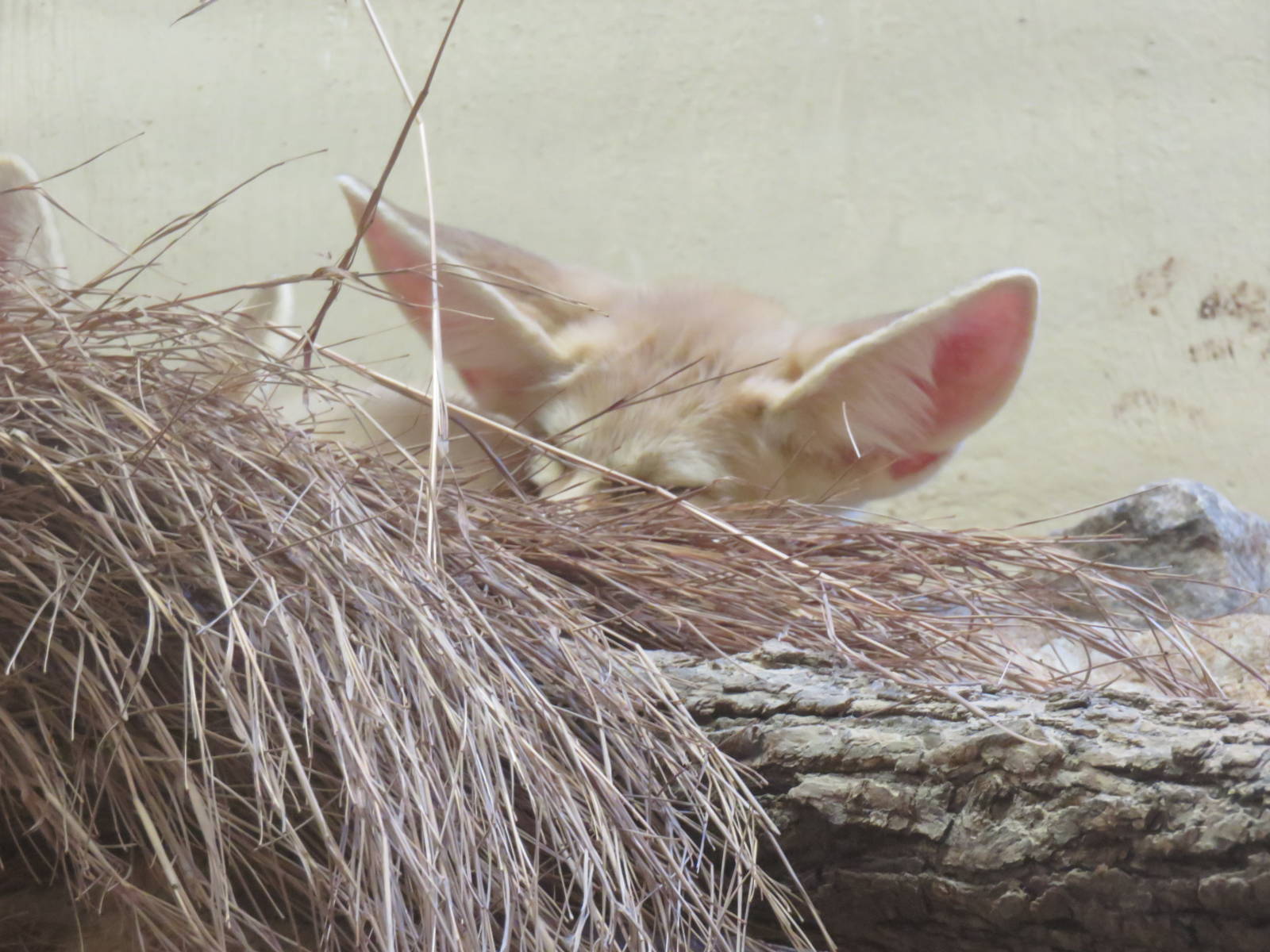 Small Mammal House - Fennec Fox {Part of the head and ears}