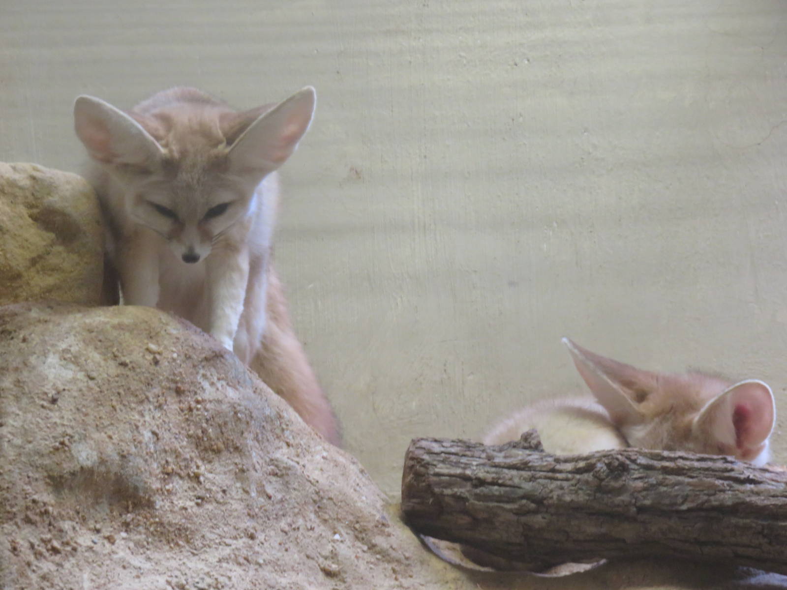 Small Mammal House - Fennec Fox