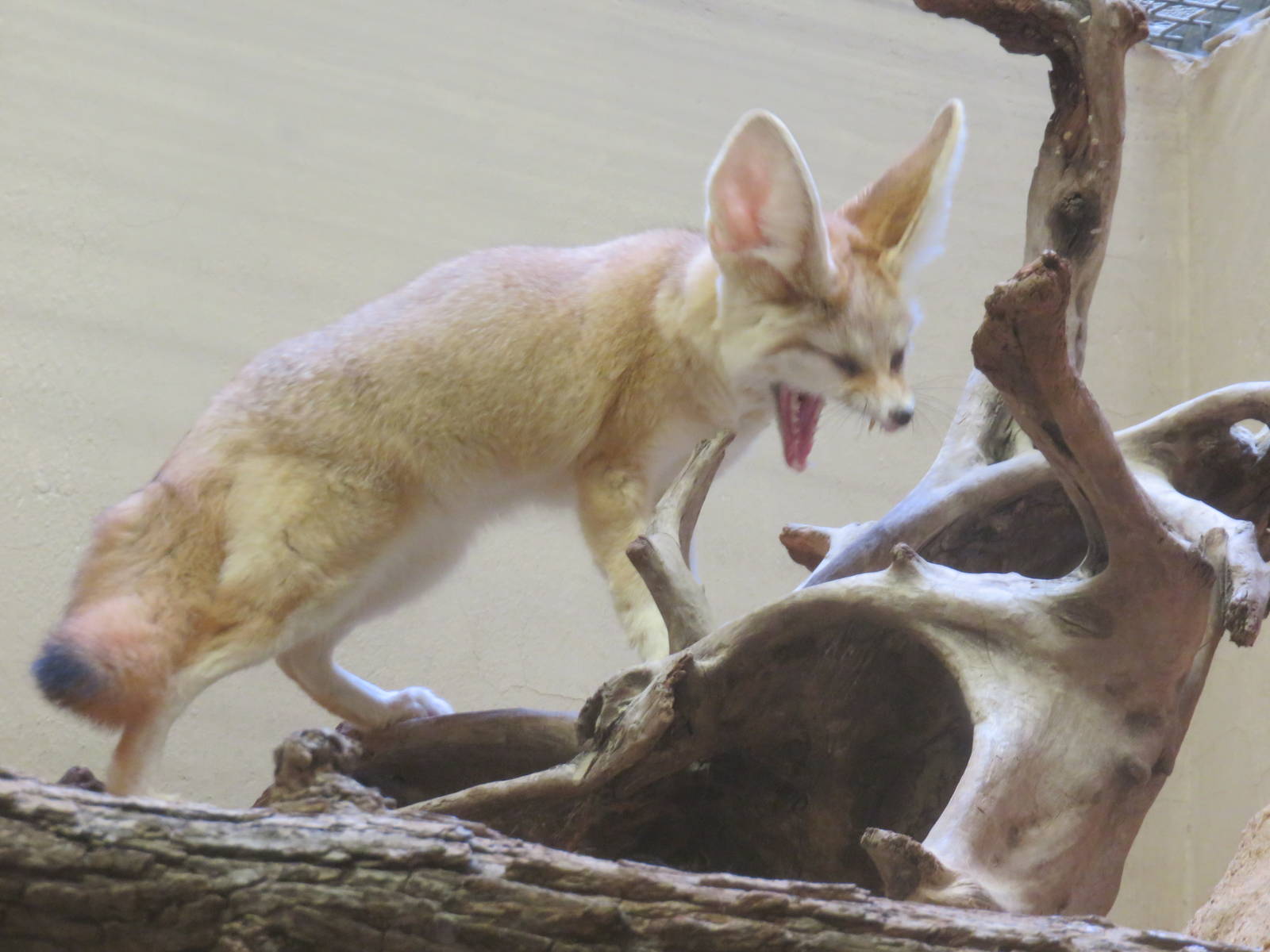 Small Mammal House - Fennec Fox