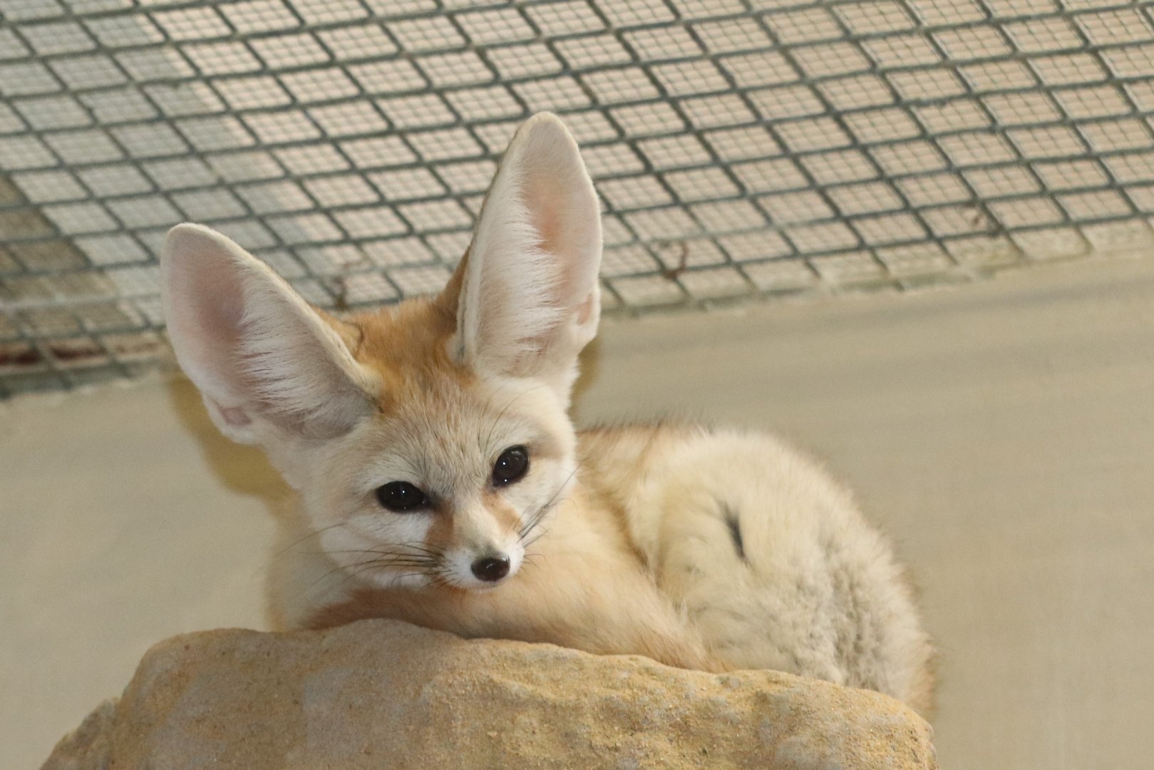 Small Mammal House - Fennec Fox