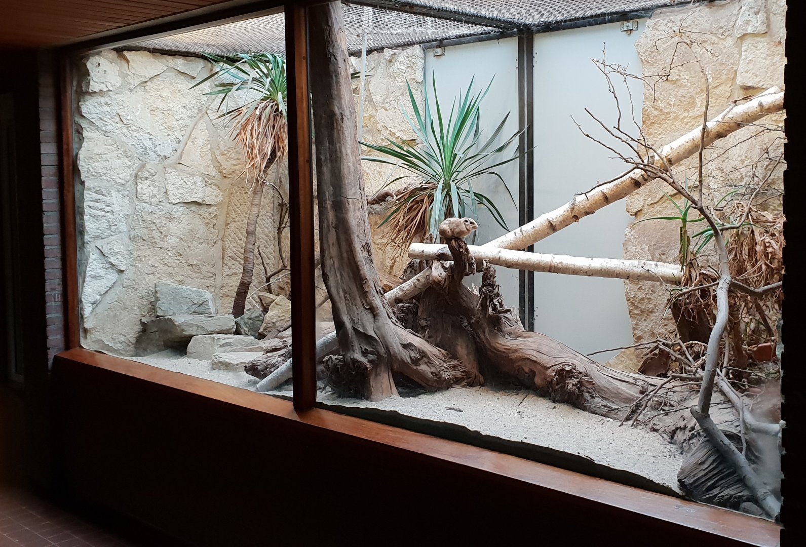 Small Mammal House : First Gundi enclosure