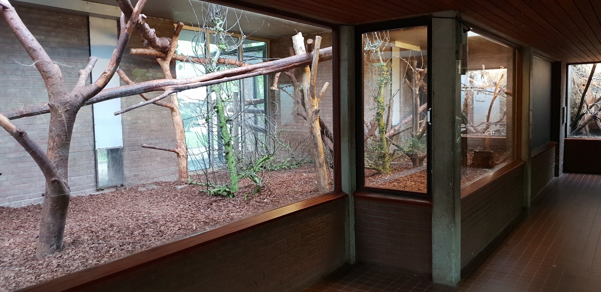Small Mammal House : Former indoor-enclosure Spider monkey - for the moment empty