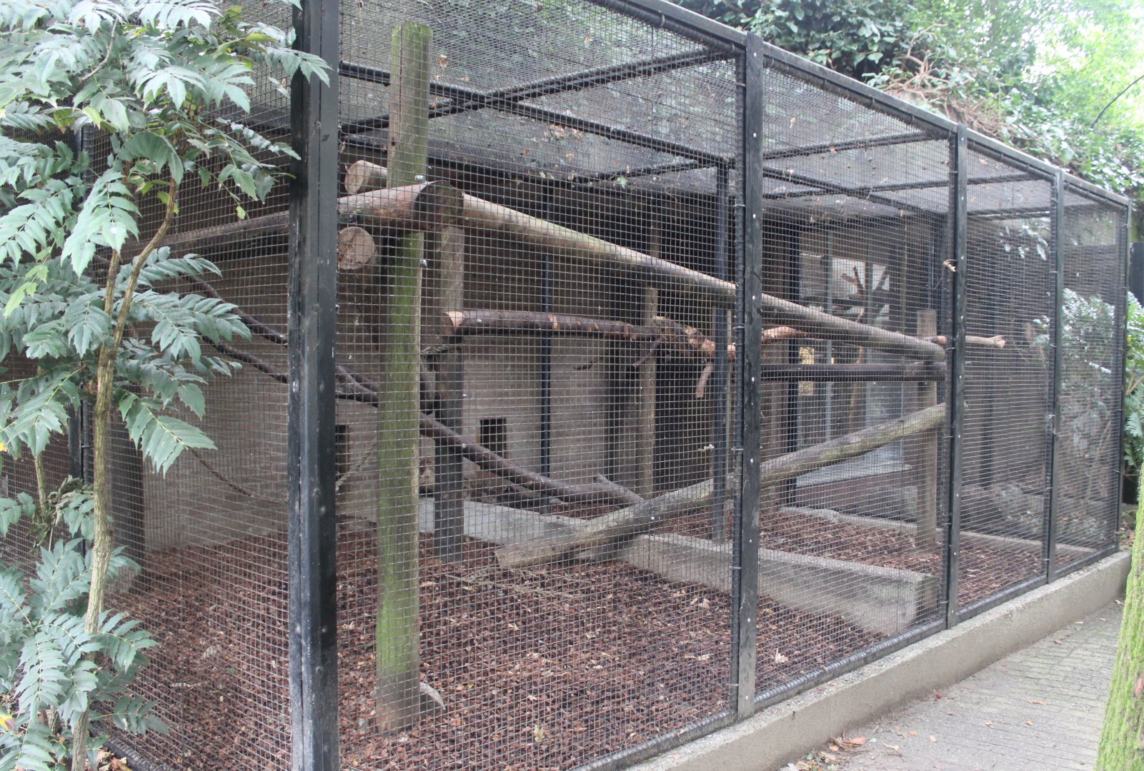 Small Mammal House - Former Spider monkey outdoor enclosure ( at the moment empty )