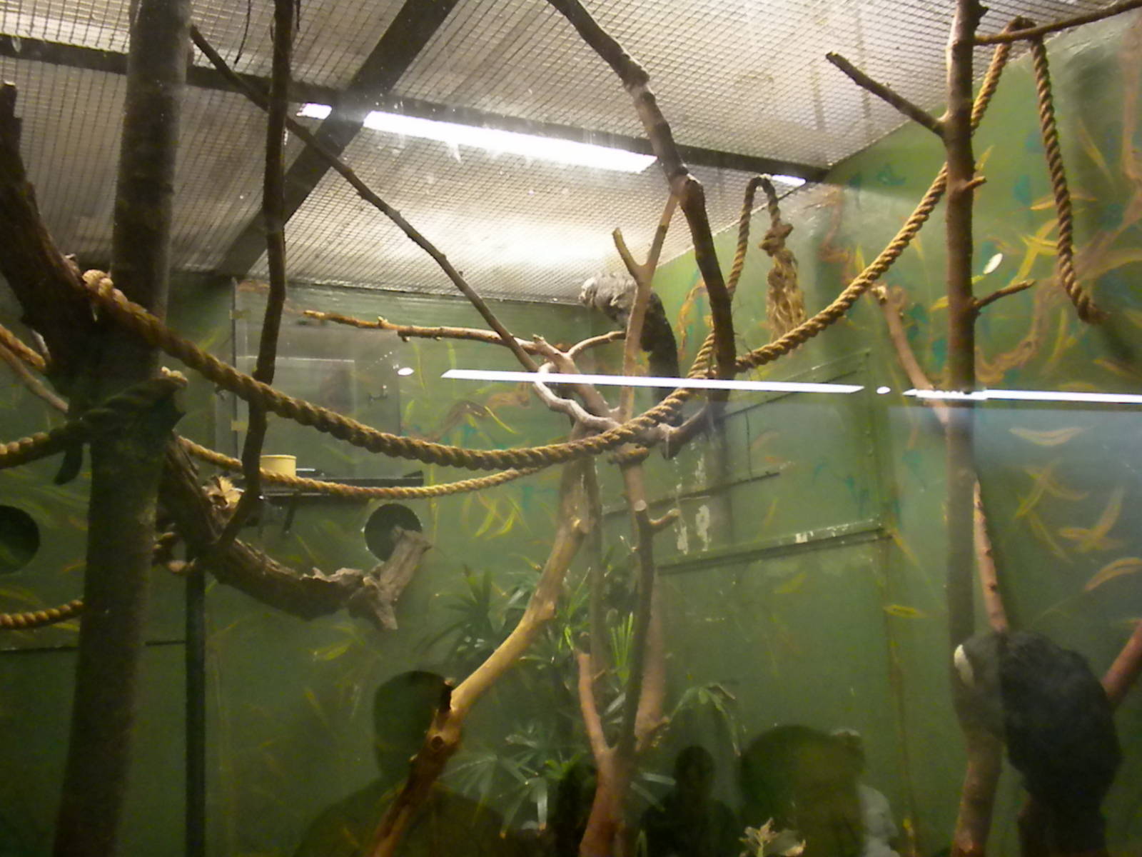 Small Mammal House - Geoffery's Marmoset