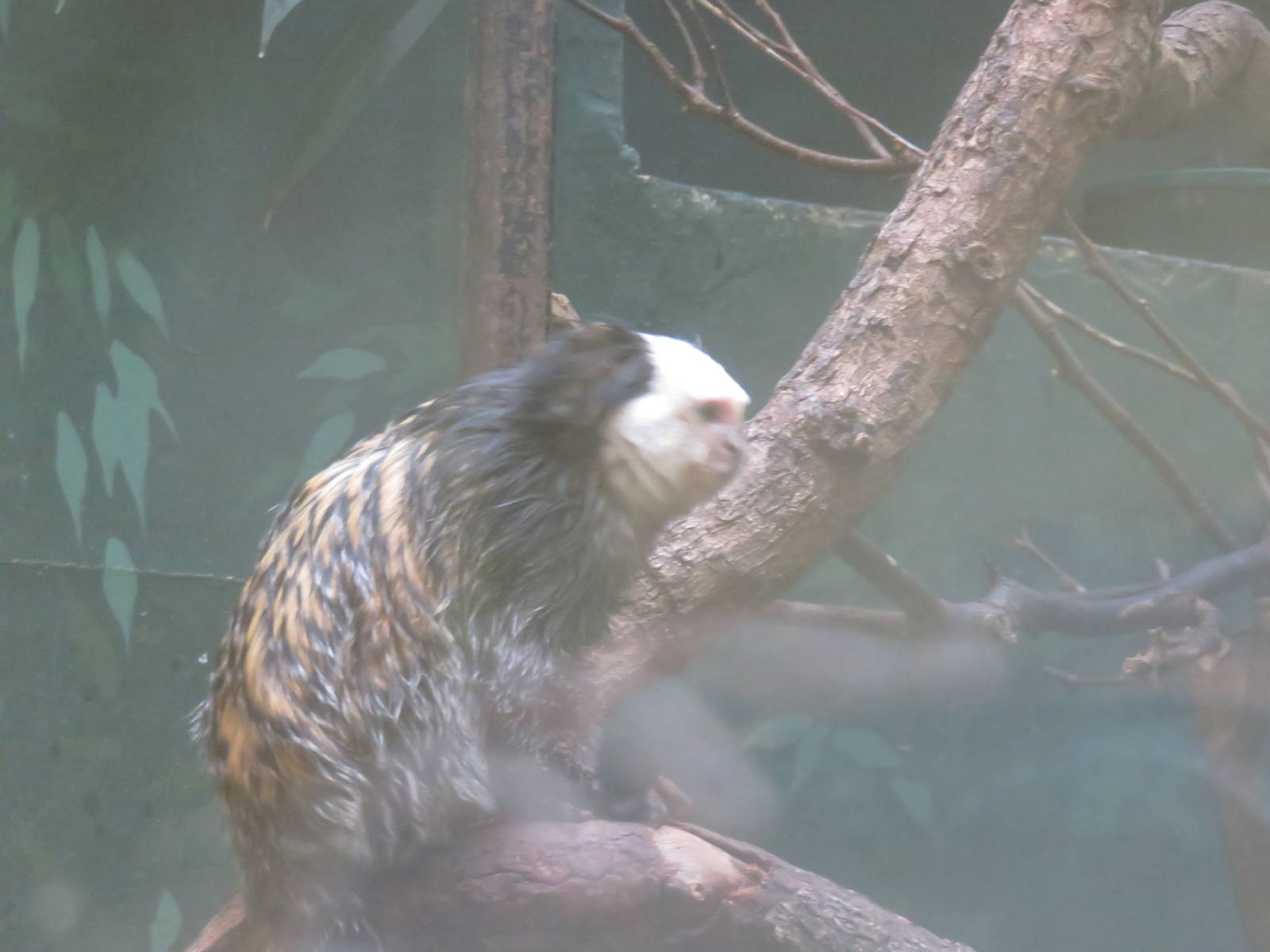 Small Mammal House - Geoffroy's Marmoset