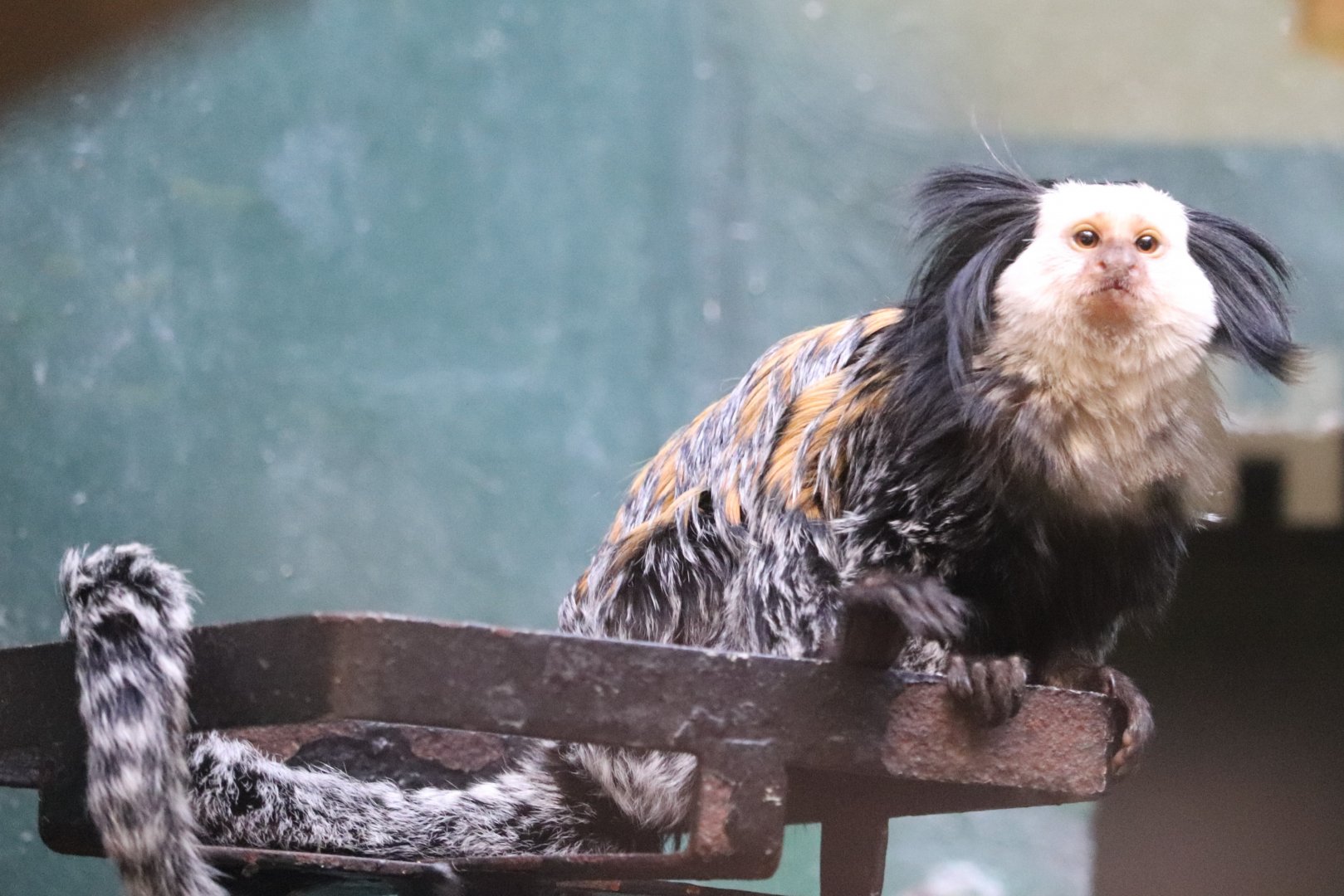 Small Mammal House - Geoffroy's Marmoset