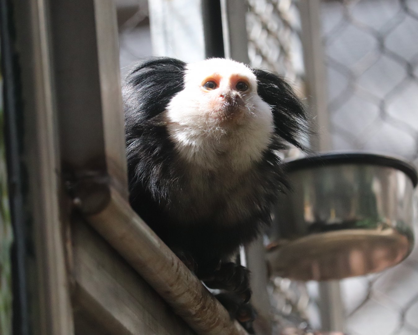 Small Mammal House - Geoffroy's Marmoset