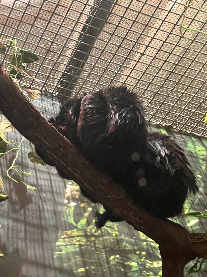 Small Mammal House- Goeldi’s Monkey- Benji- Nora