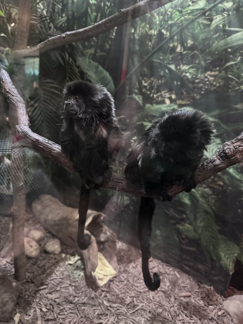 Small Mammal House- Goeldi’s Monkey- Nora- Benji