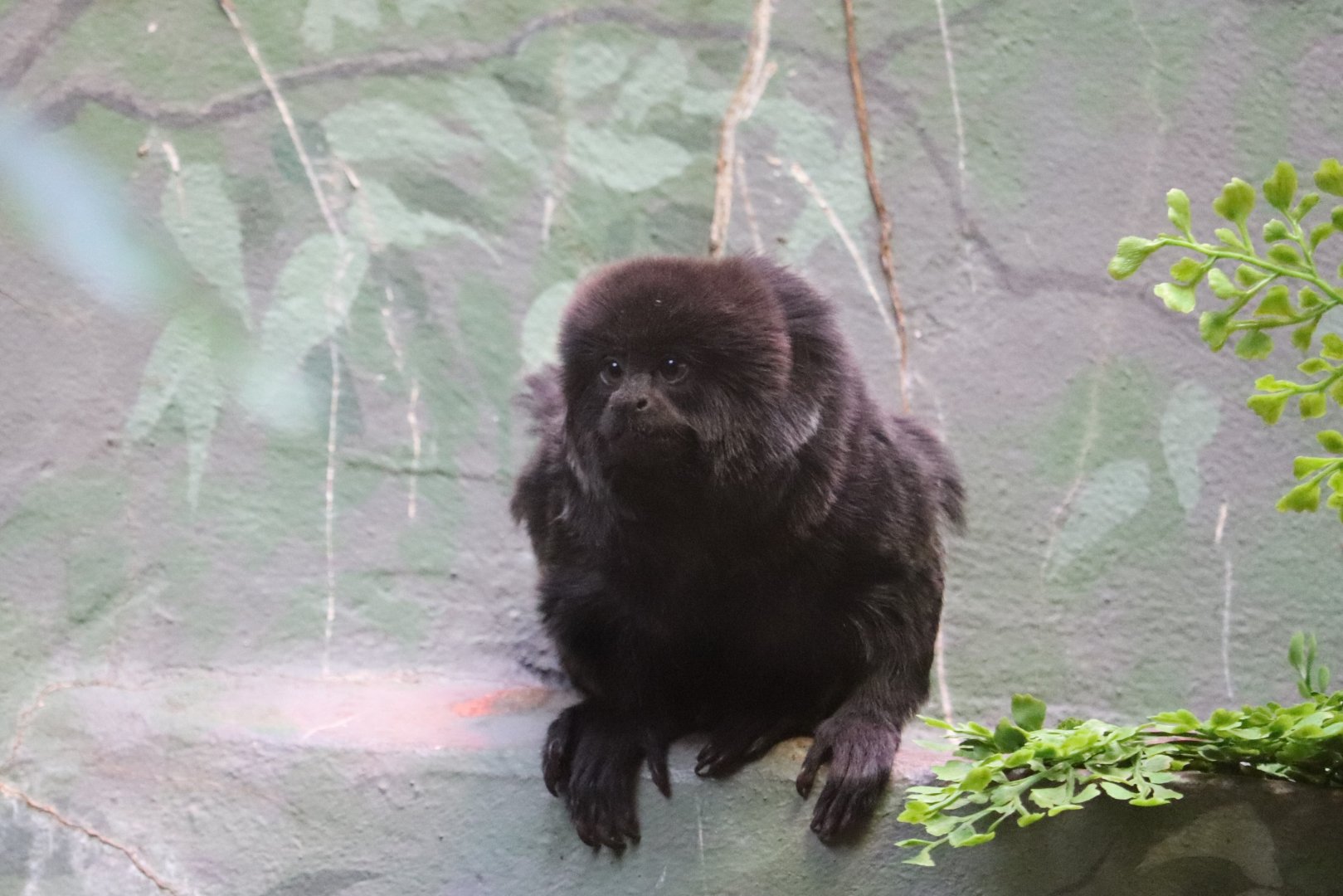 Small Mammal House - Goeldi's Monkey