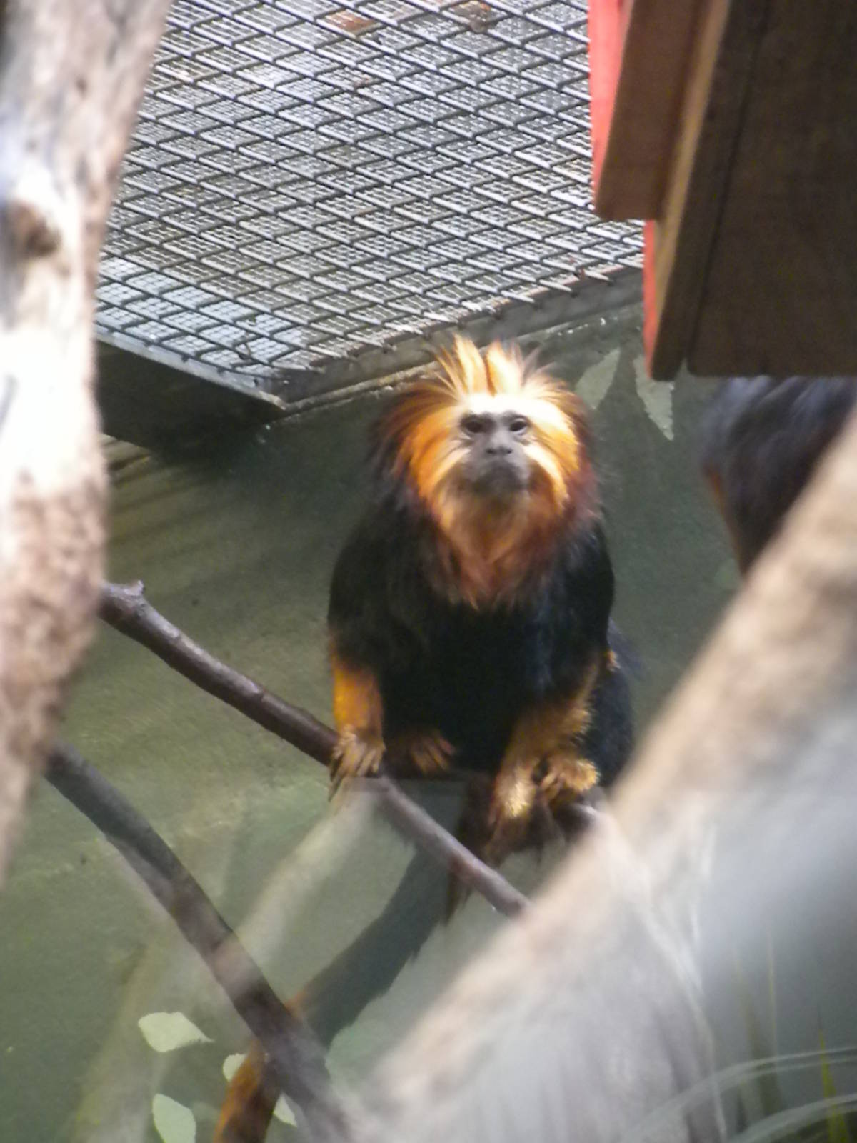 Small Mammal House - Golden Headed Lion Tamarin