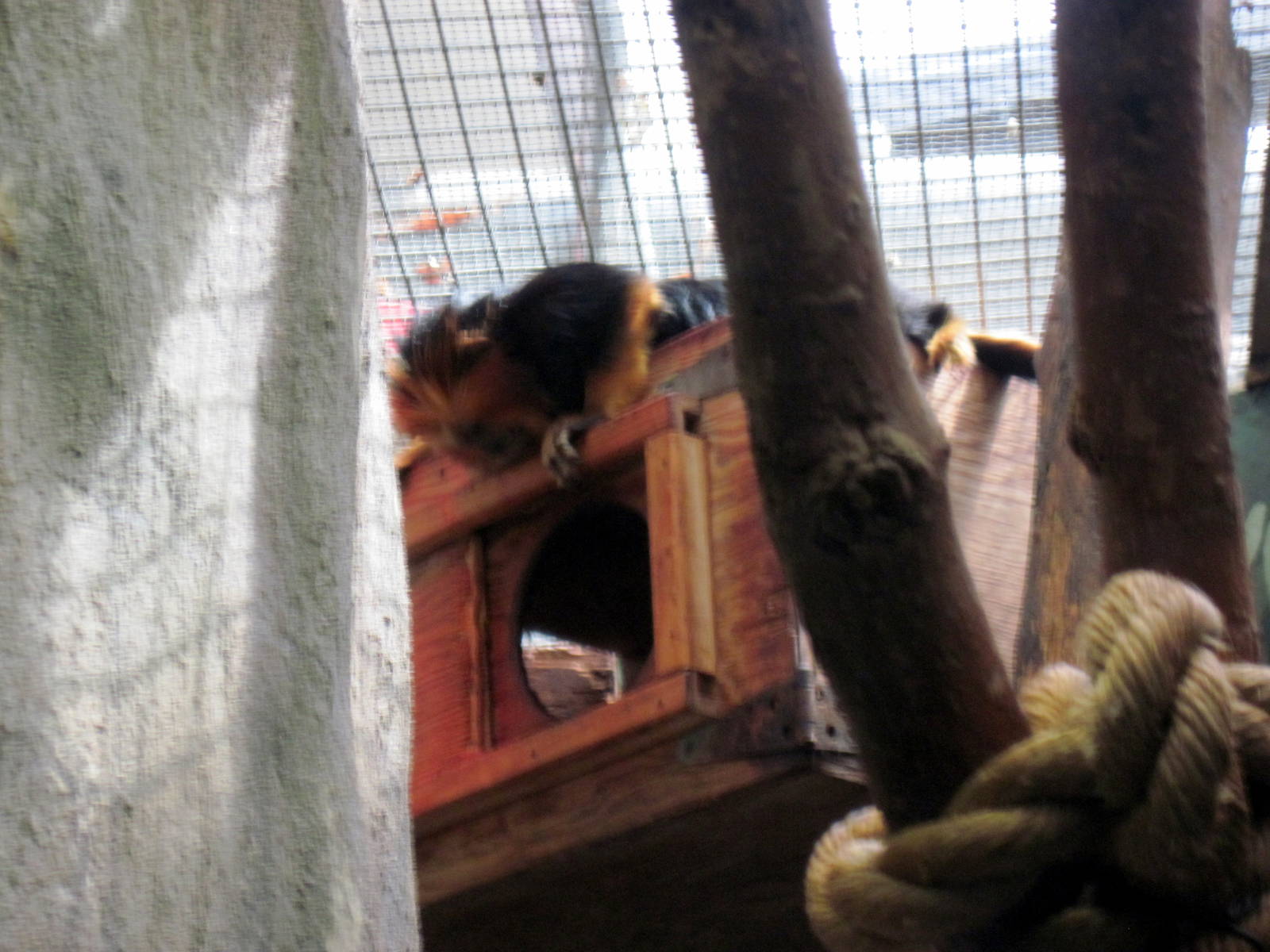 Small Mammal House-Golden-headed Lion Tamarin