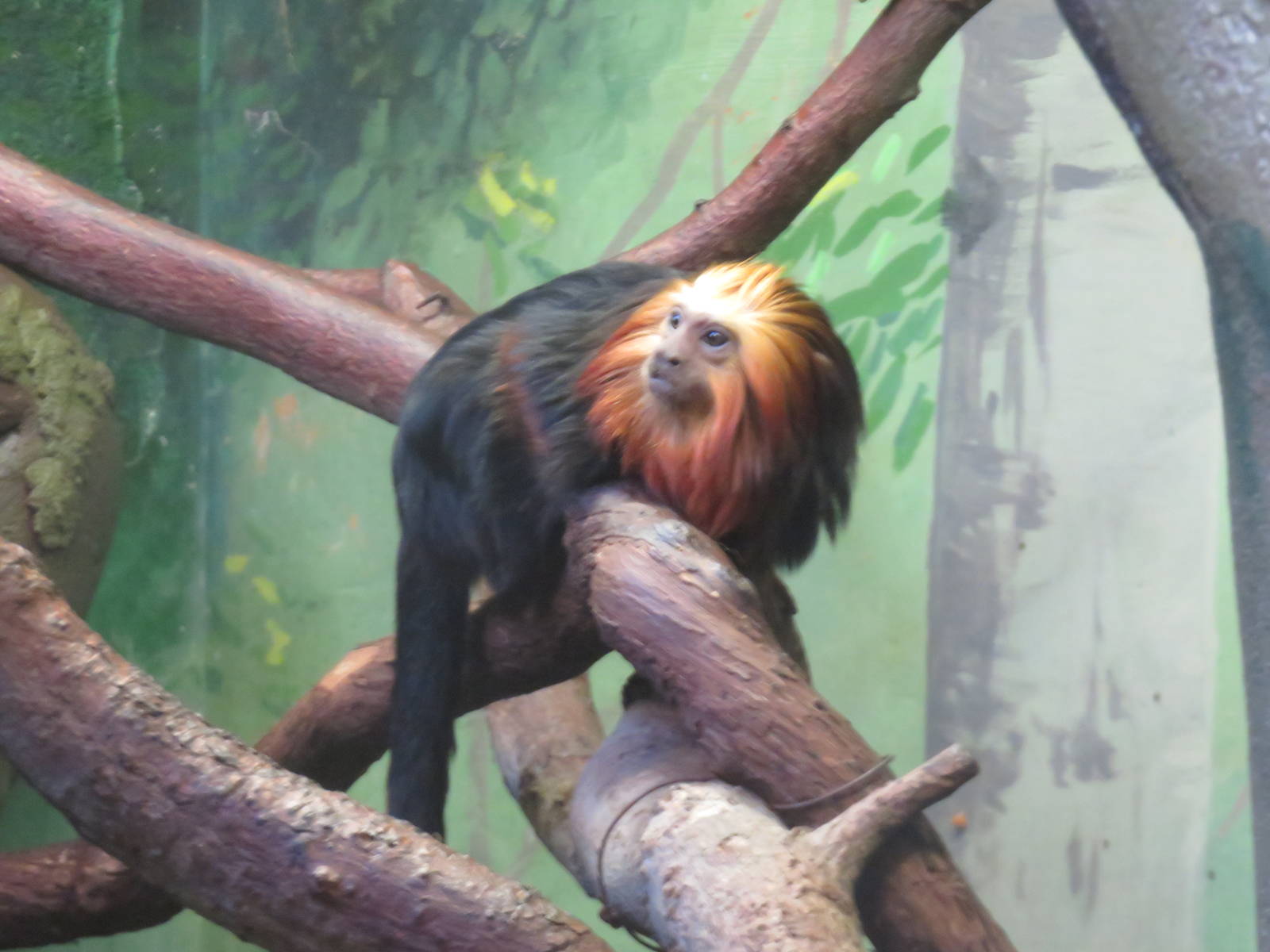 Small Mammal House - Golden Headed Lion Tamarin