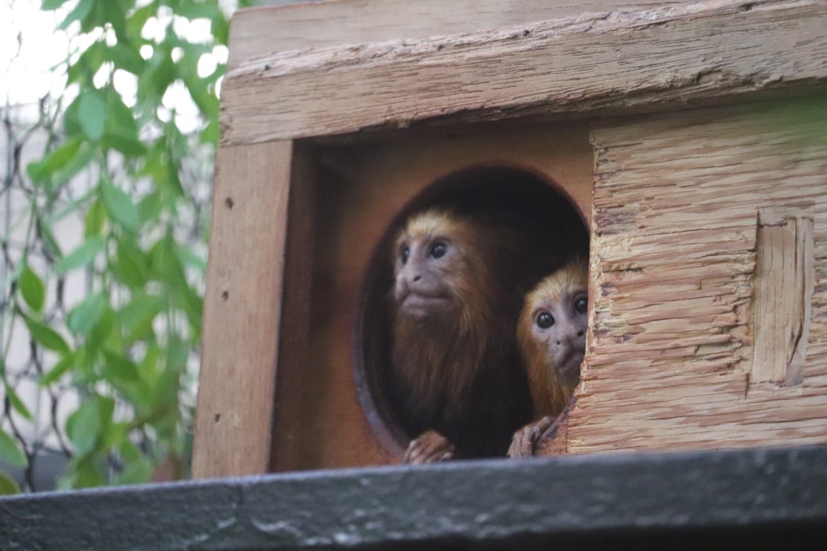 Small Mammal House - Golden-Headed Lion Tamarin