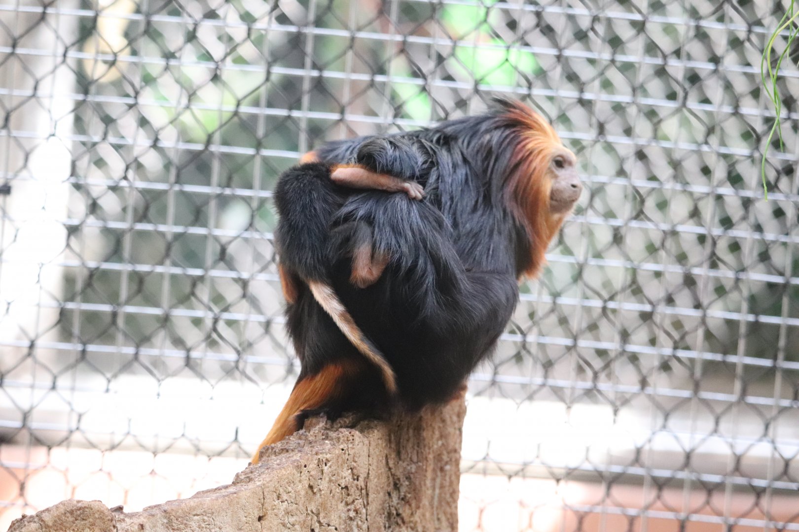 Small Mammal House - Golden-Headed Lion Tamarin