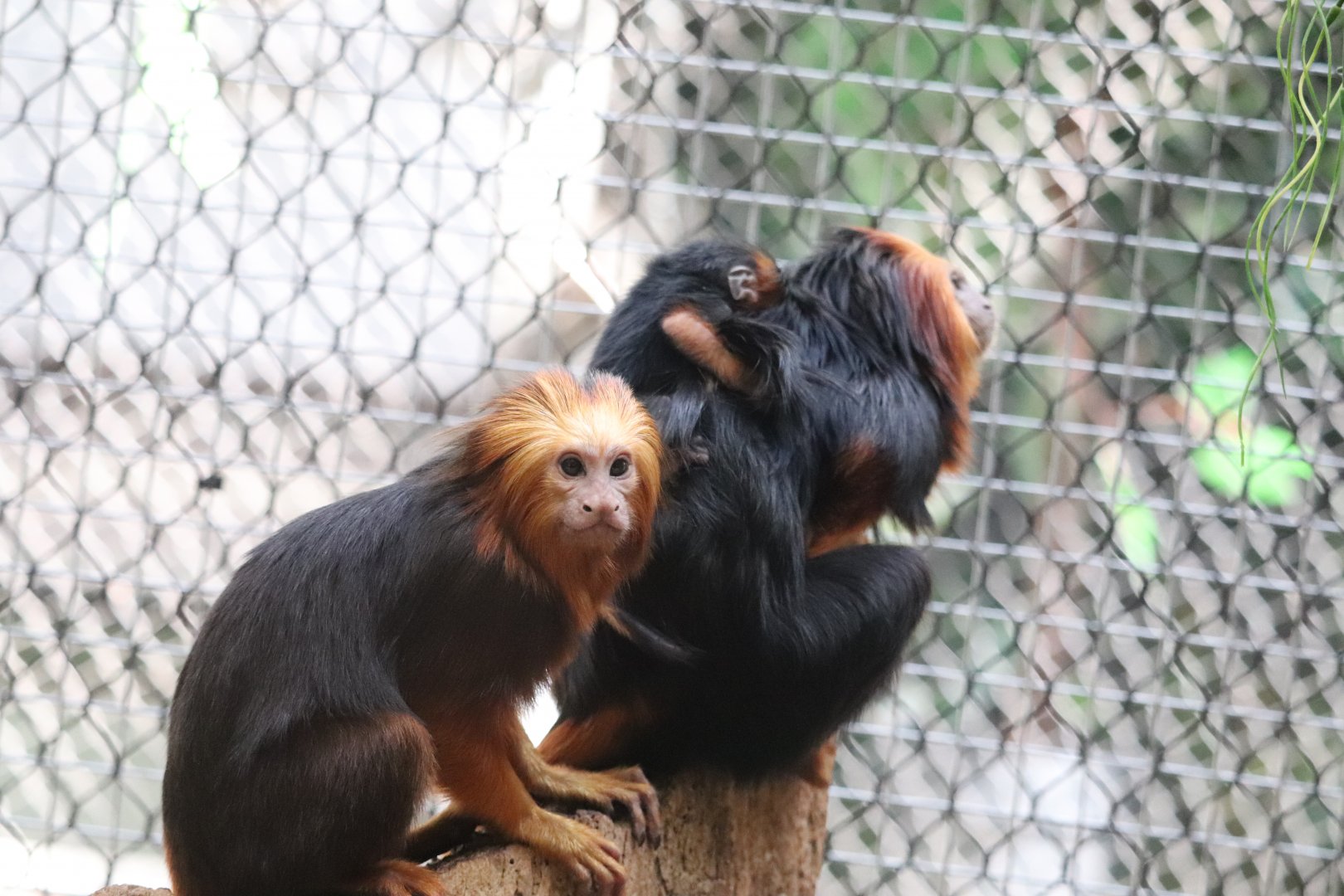 Small Mammal House - Golden-Headed Lion Tamarin