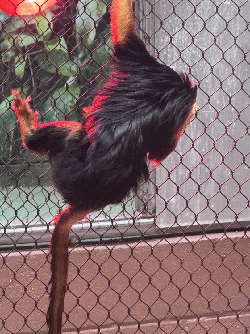 Small Mammal House- Golden-headed lion tamarin