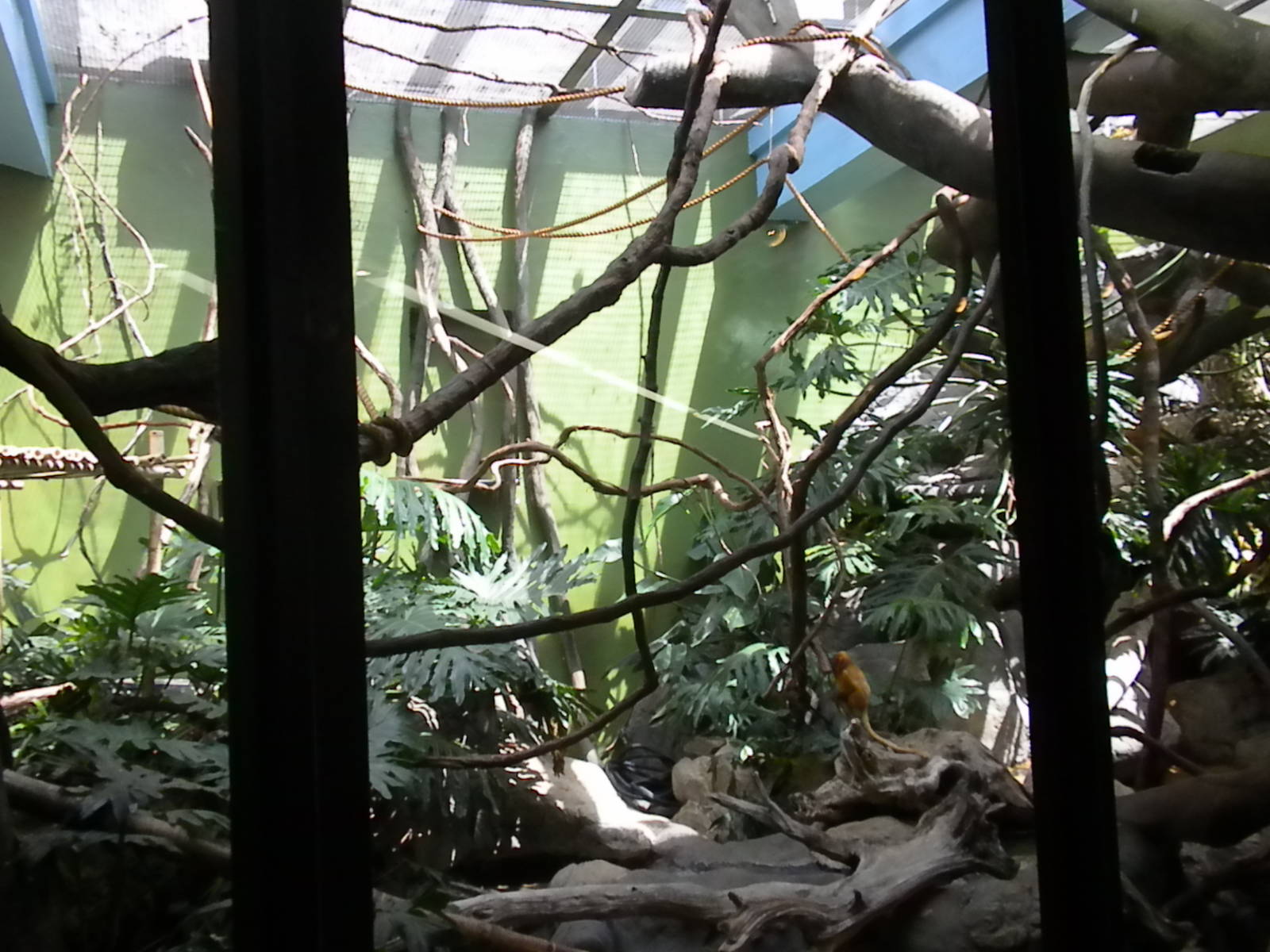 Small Mammal House - Golden Lion Tamarin Exhibit