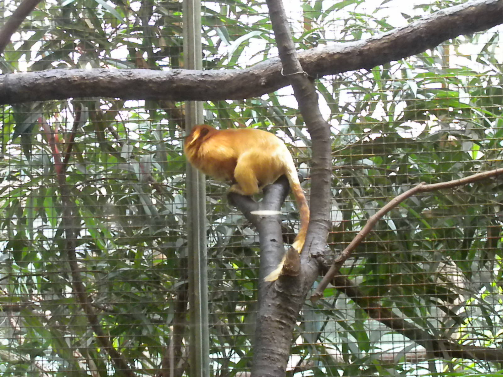 Small Mammal House - Golden Lion Tamarin
