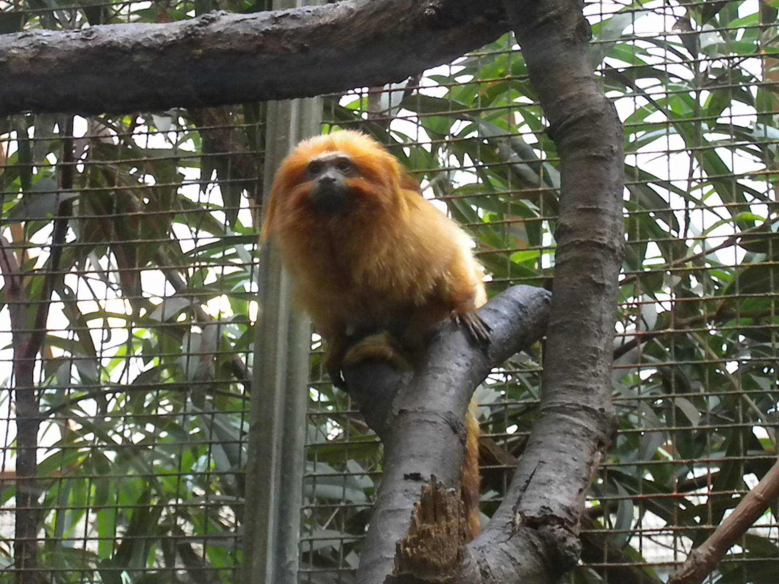 Small Mammal House - Golden Lion Tamarin