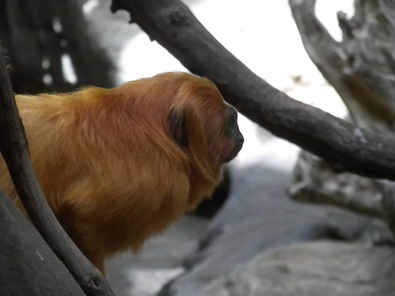 Small Mammal House - Golden Lion Tamarin