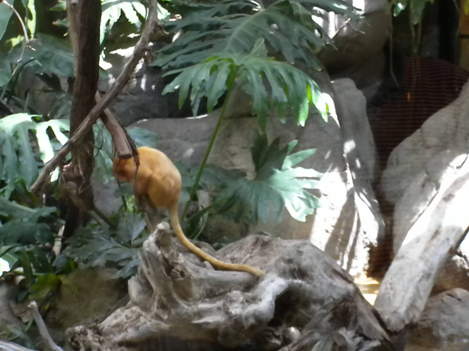Small Mammal House - Golden Lion Tamarin