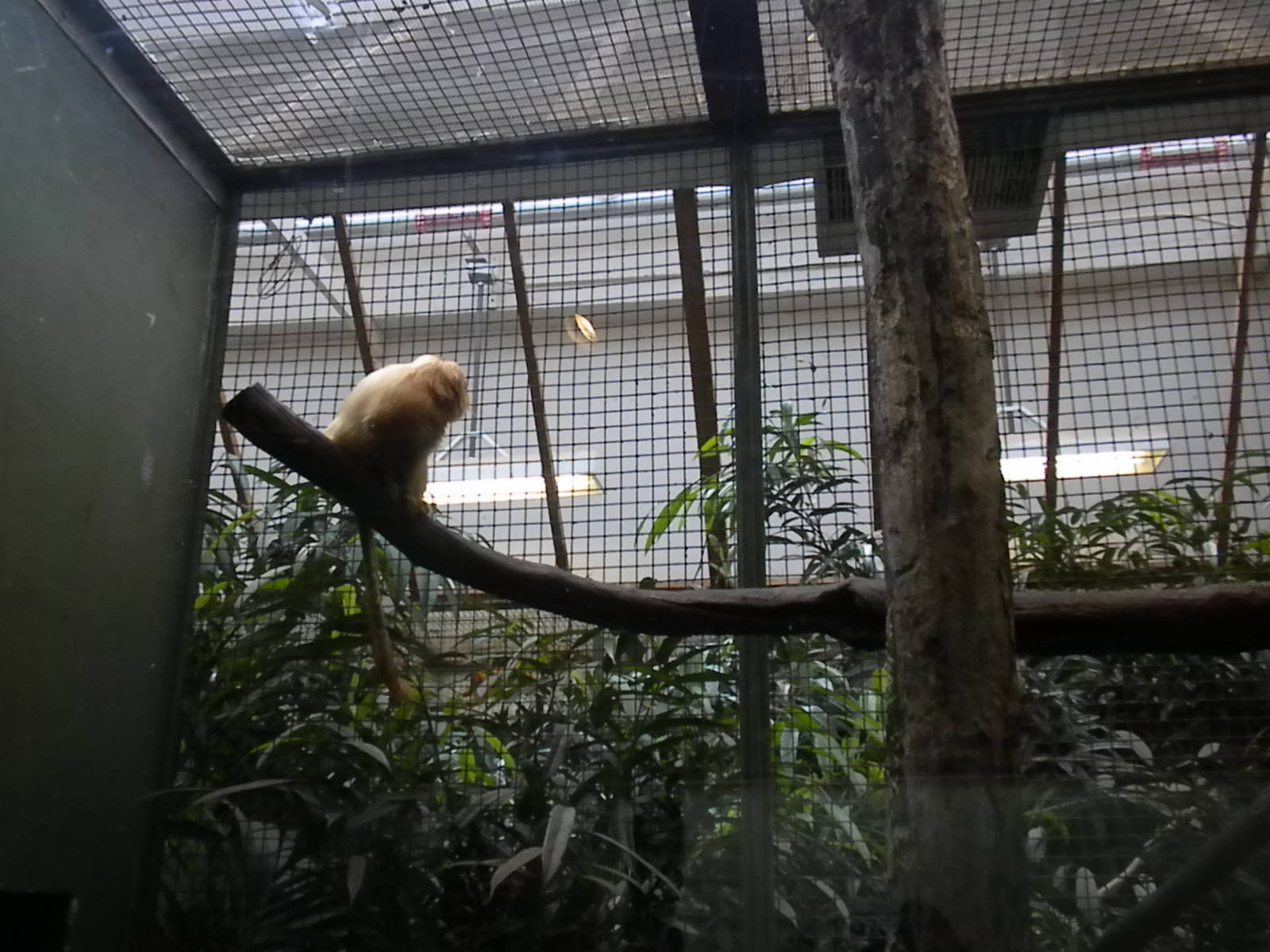 Small Mammal House - Golden Lion Tamarin