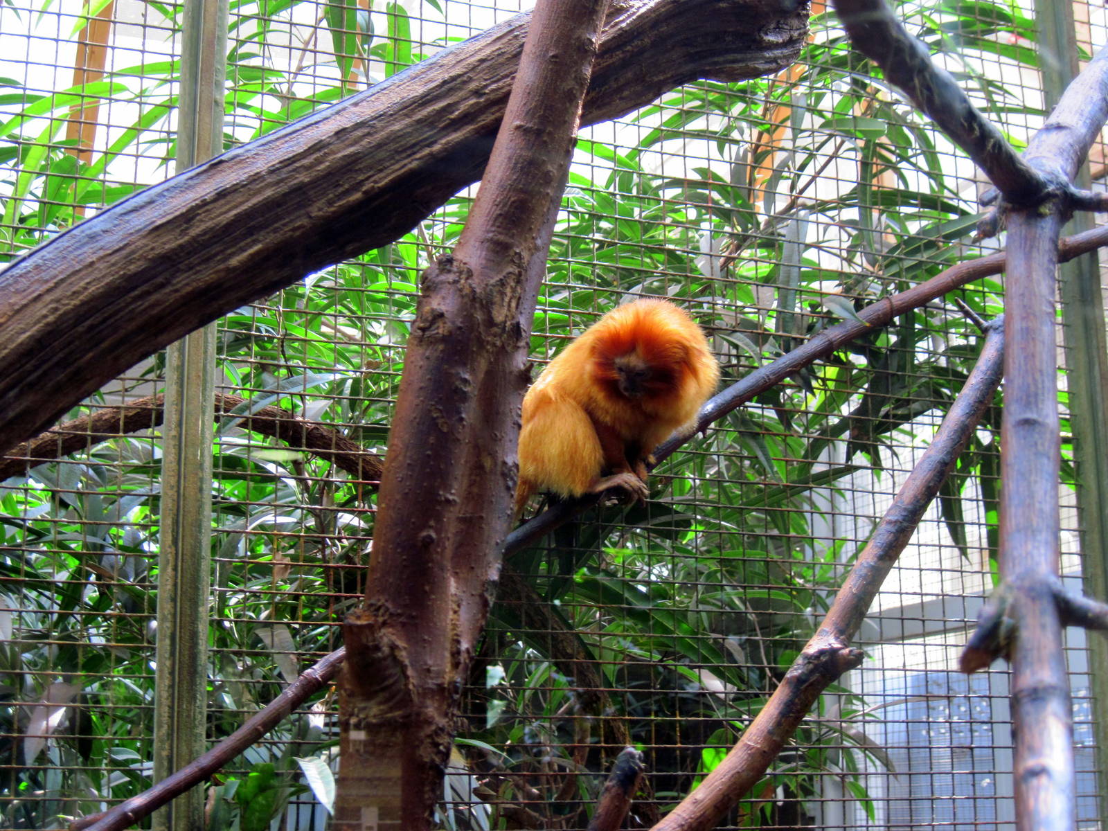 Small Mammal House-Golden Lion Tamarin