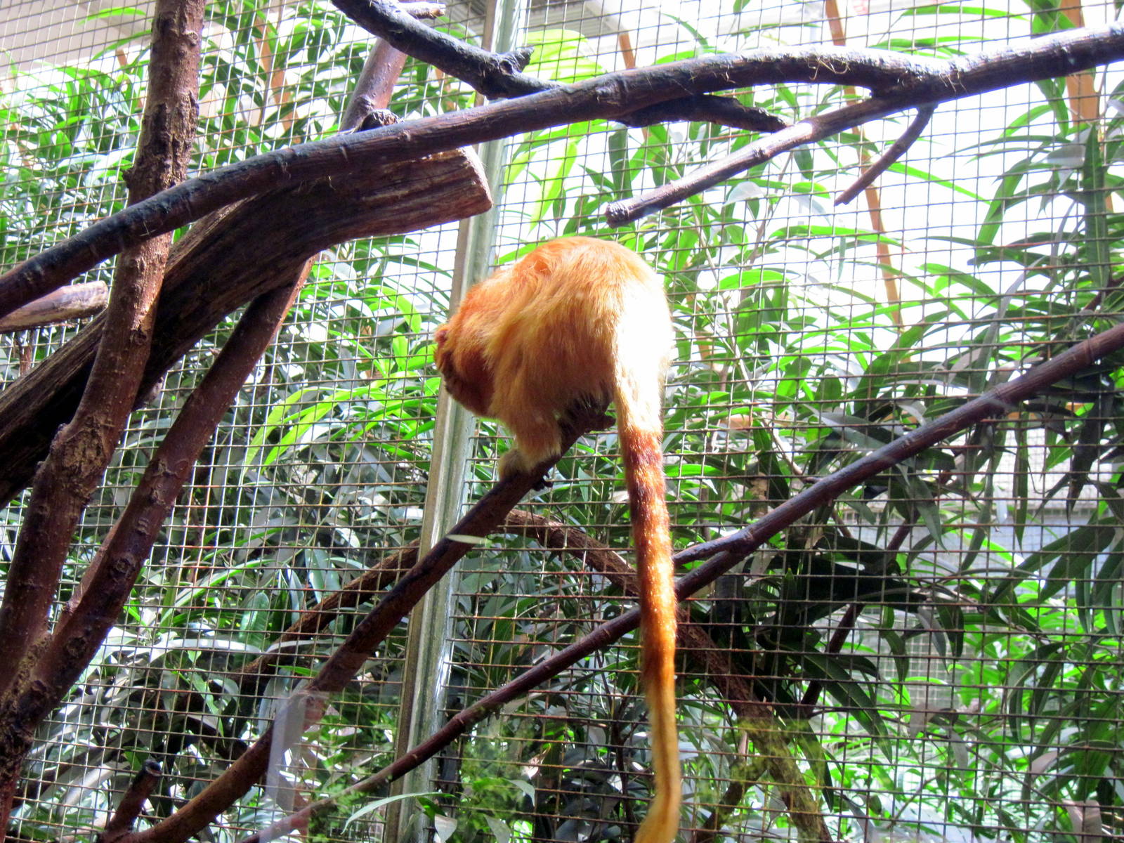 Small Mammal House-Golden Lion Tamarin