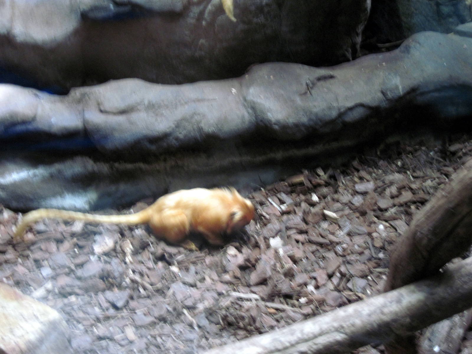 Small Mammal House-Golden Lion Tamarin
