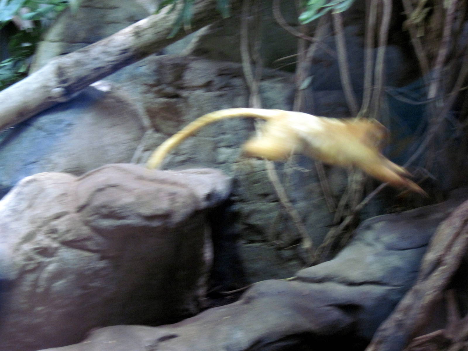 Small Mammal House-Golden Lion Tamarin