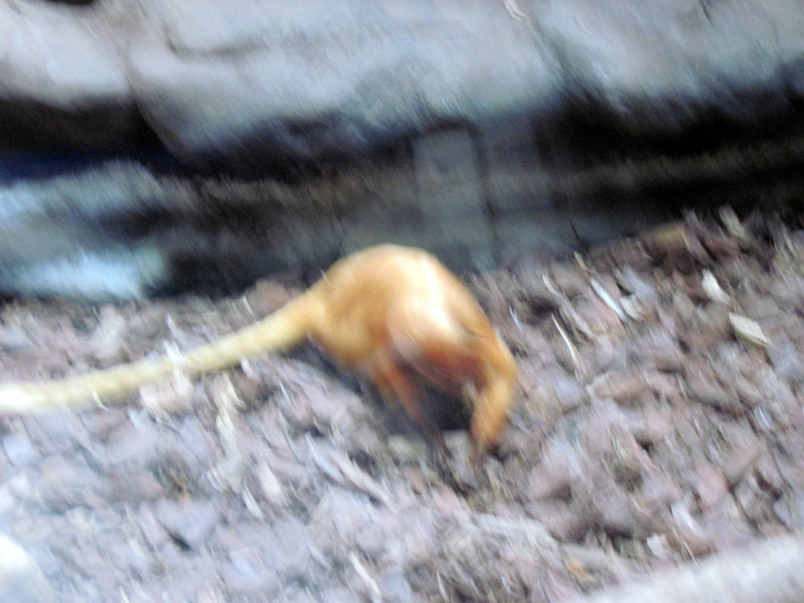Small Mammal House-Golden Lion Tamarin