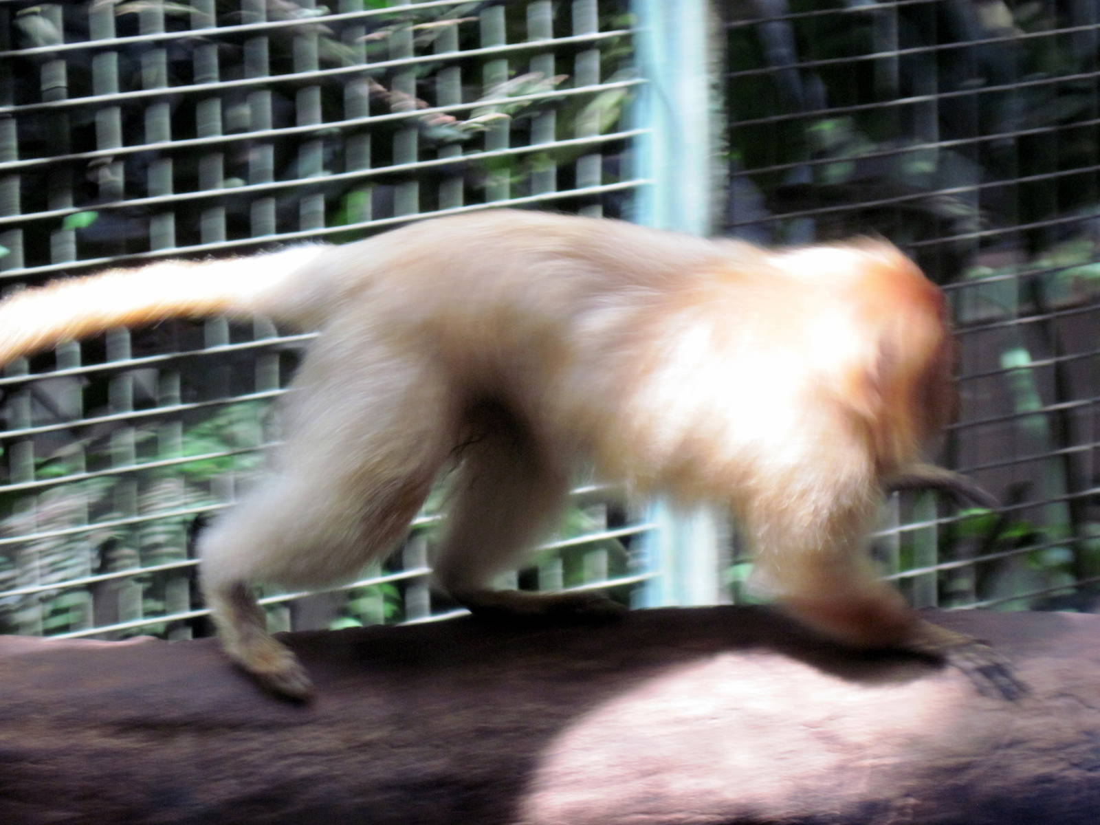 Small Mammal House-Golden Lion Tamarin