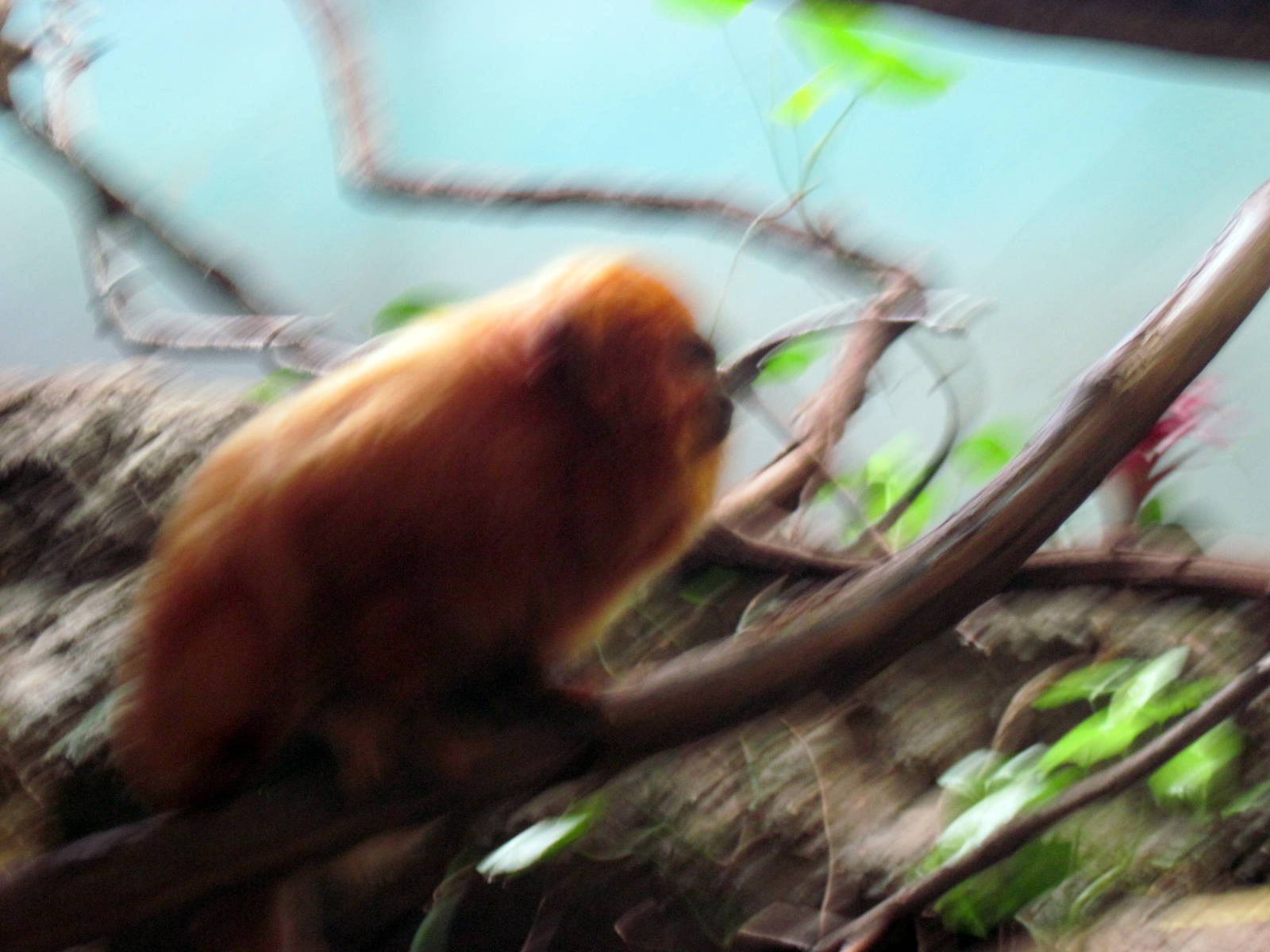 Small Mammal House-Golden Lion Tamarin