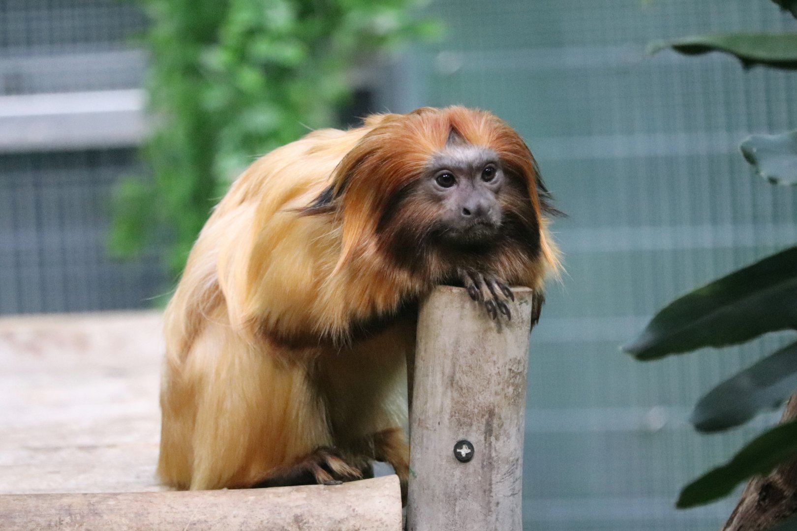 Small Mammal House - Golden Lion Tamarin