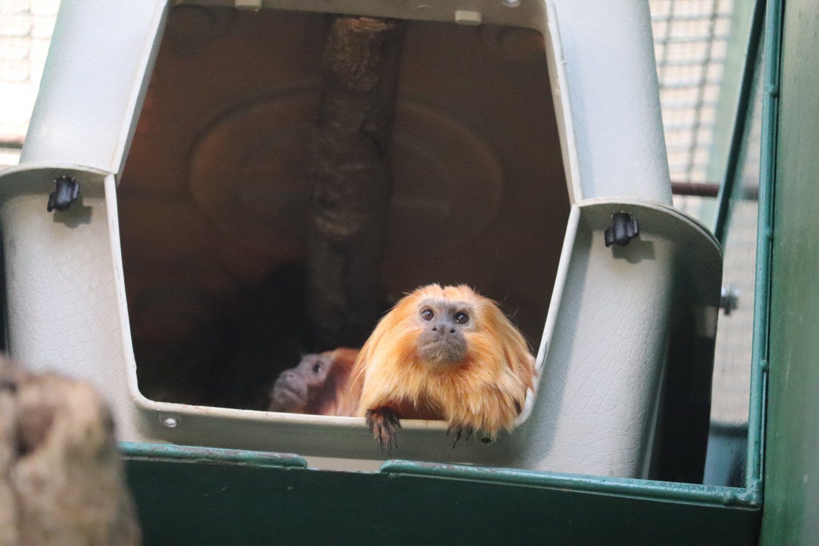 Small Mammal House - Golden Lion Tamarin